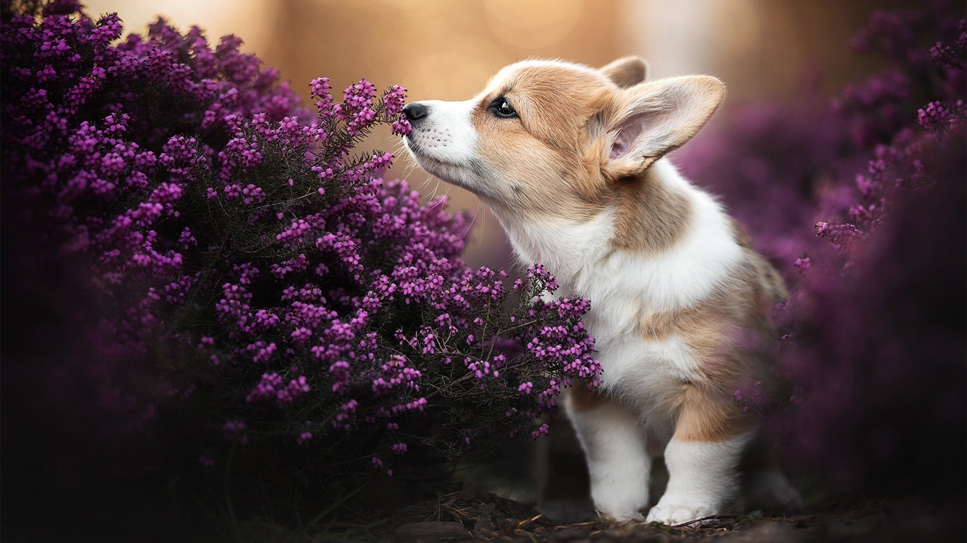 从老将到传奇,C罗奥运周期关键战之夜全程高能输出