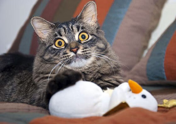 黑白直播在线观看nba-尼克斯主场大胜活塞，福克斯全能表现诠释教科书级篮球