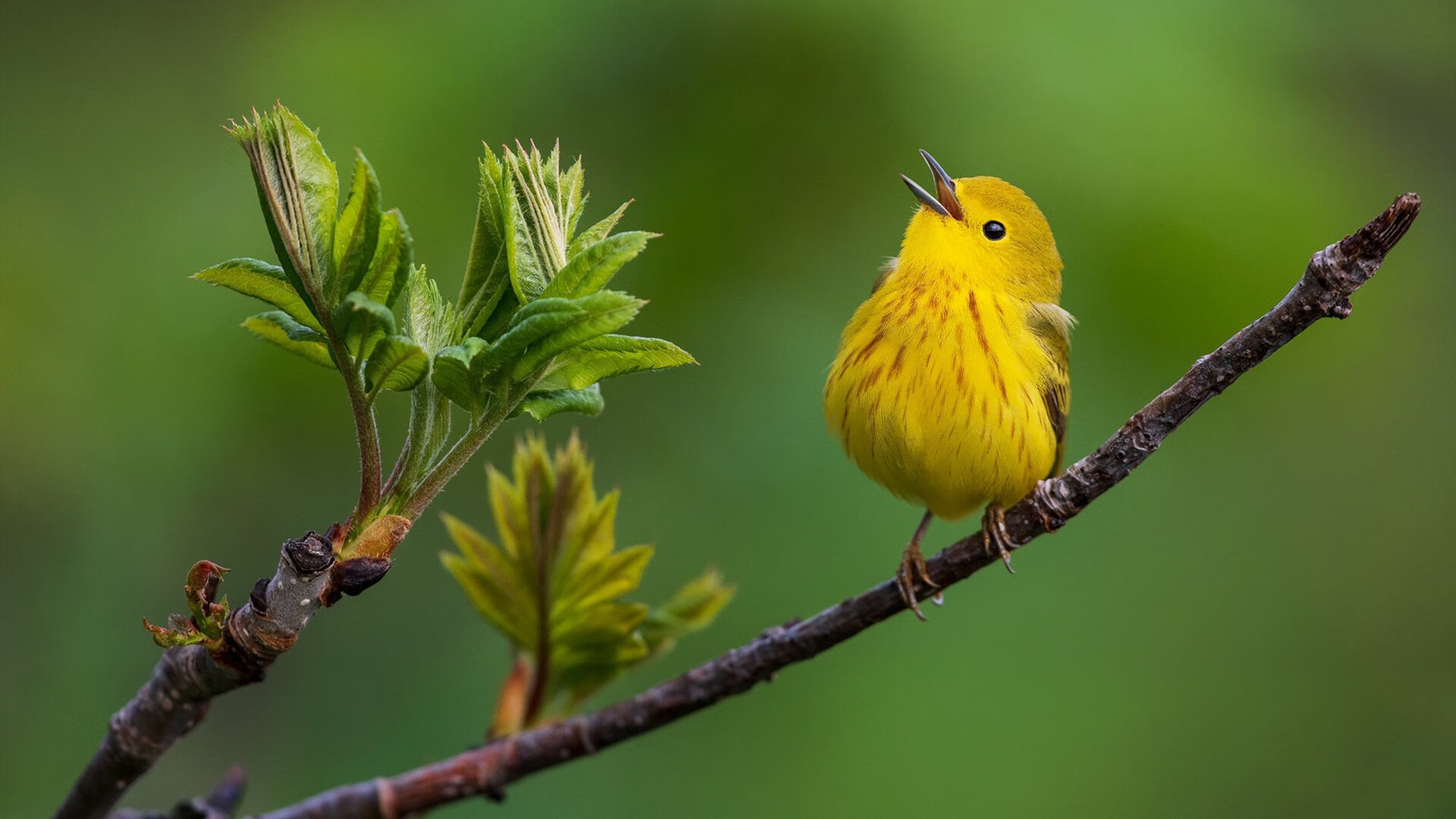 篮球双星闪耀，76人压制雷霆，字母哥焦点战主宰赛场