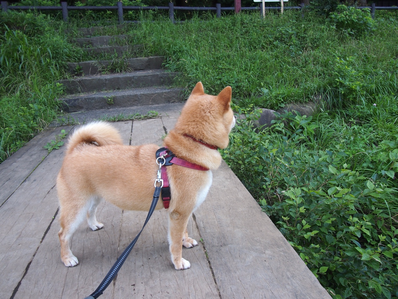 黑白直播nba-战术纪律击败球星闪耀，当那不勒斯被奥地利式严谨照亮，基米希于欧冠舞台完美接管