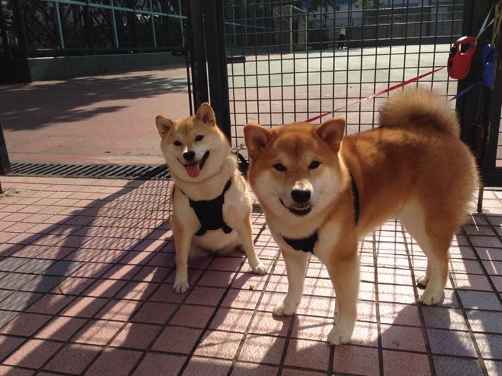 无声惊雷,当猛龙的利爪撕破活塞的铁壁,欧冠战魂在篮球场重燃