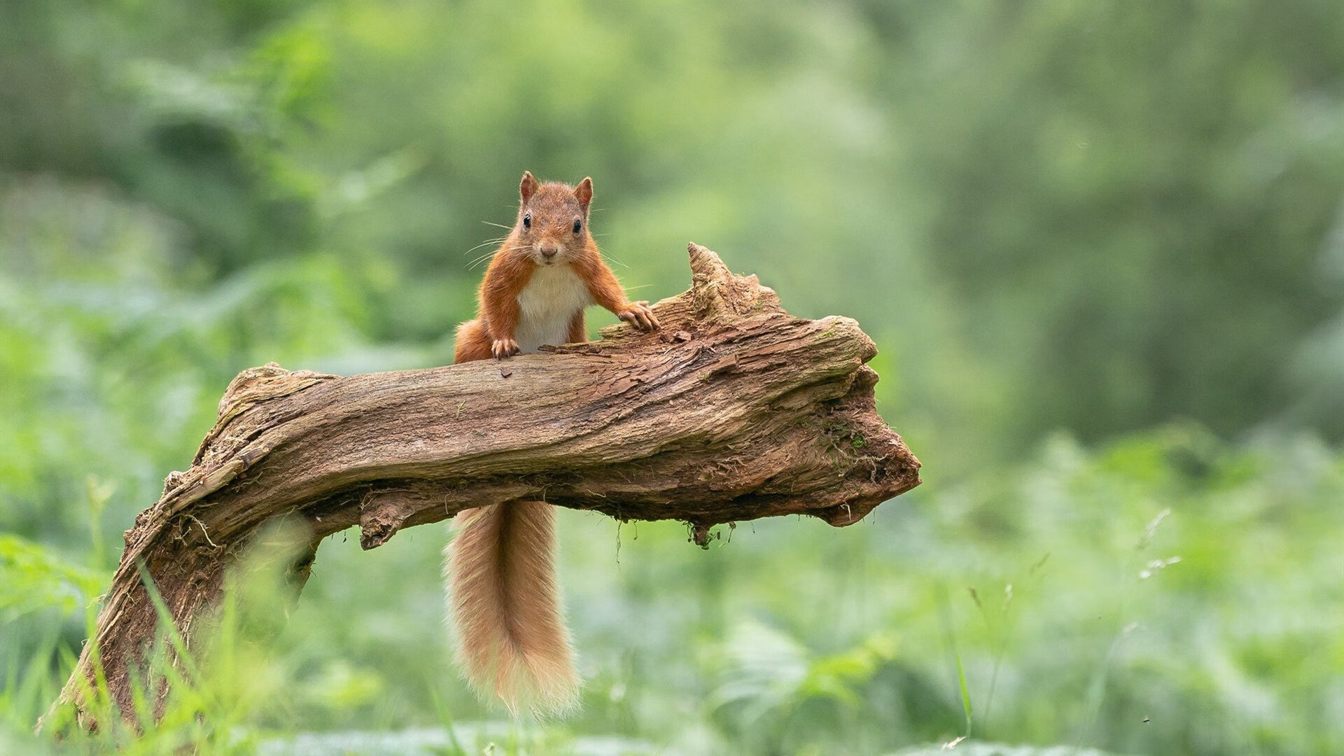 绝杀风暴!厄德高超级爆发,加纳第93分钟逆转那不勒斯