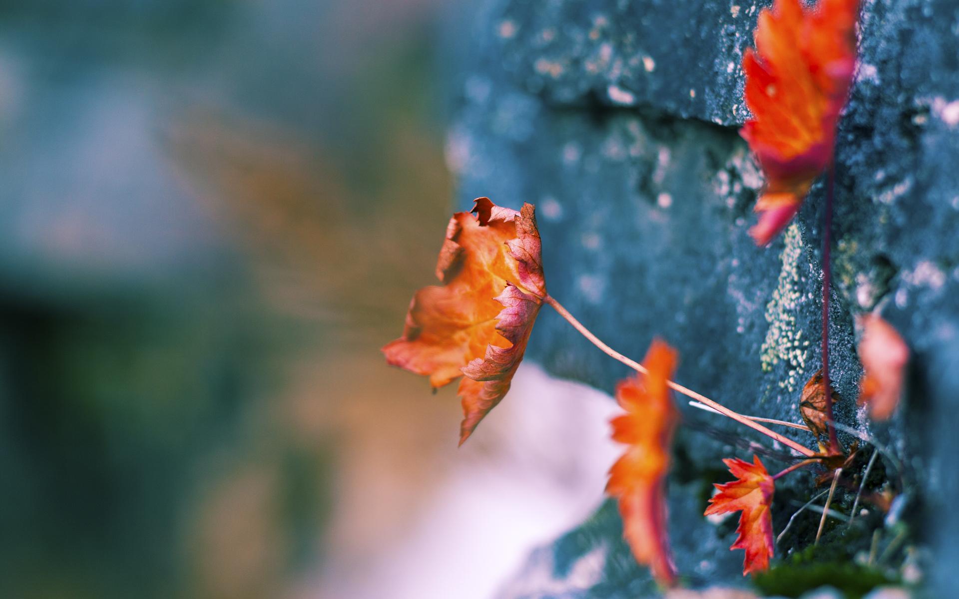 黑白直播体育-逆袭与跨界，热火翻盘马刺的史诗之战与杜兰特在F1揭幕战的统治时刻