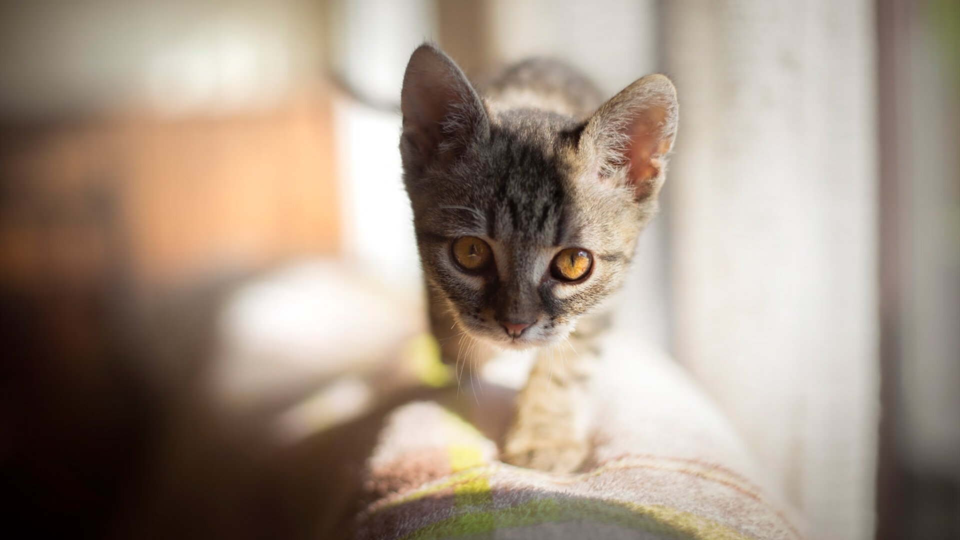 字母哥证明之战，公牛对阵快船焦点对决，巨星闪耀重塑格局