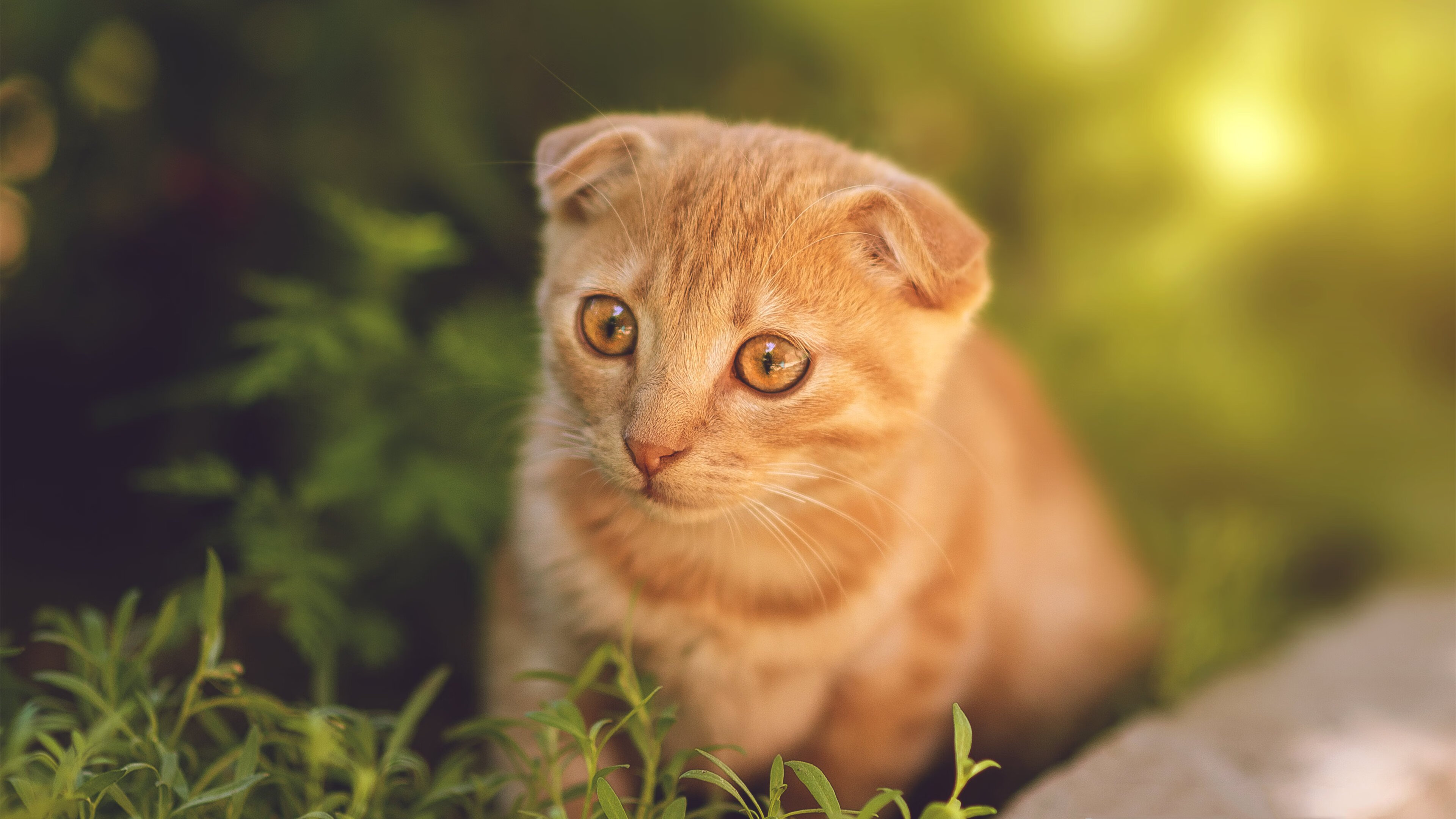 若日尼奥的哲学起舞，几内亚的野性冲撞，绿茵世界的两极交响