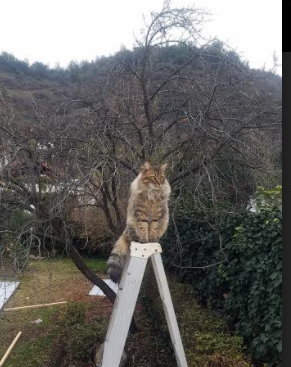 魔术师们的觉醒，浓眉成关键先生，战术压制绿军