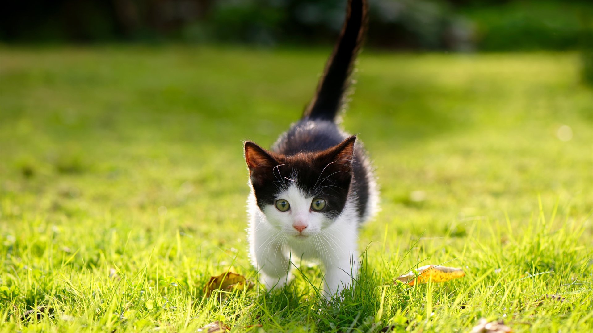 风眼,文班亚马的沉默与全场的风暴