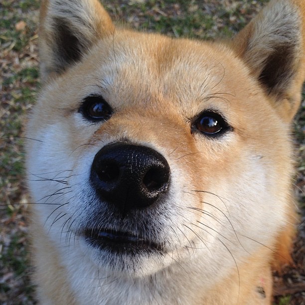 意甲焦点战之夜，京多安防守端锁死对手，铸就胜利基石