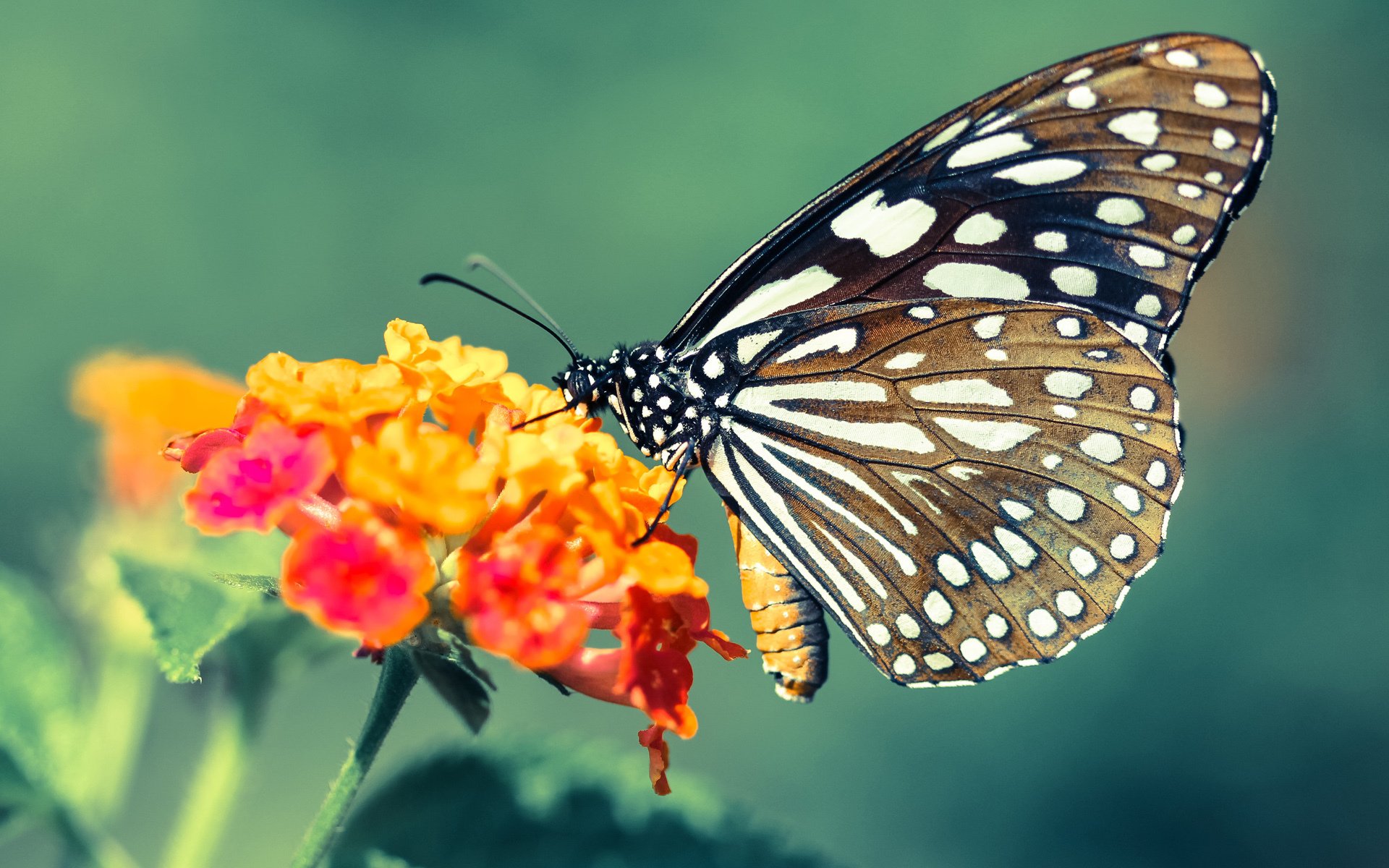 黑白直播网-欧冠半决赛之夜,巴雷拉关键进球定乾坤