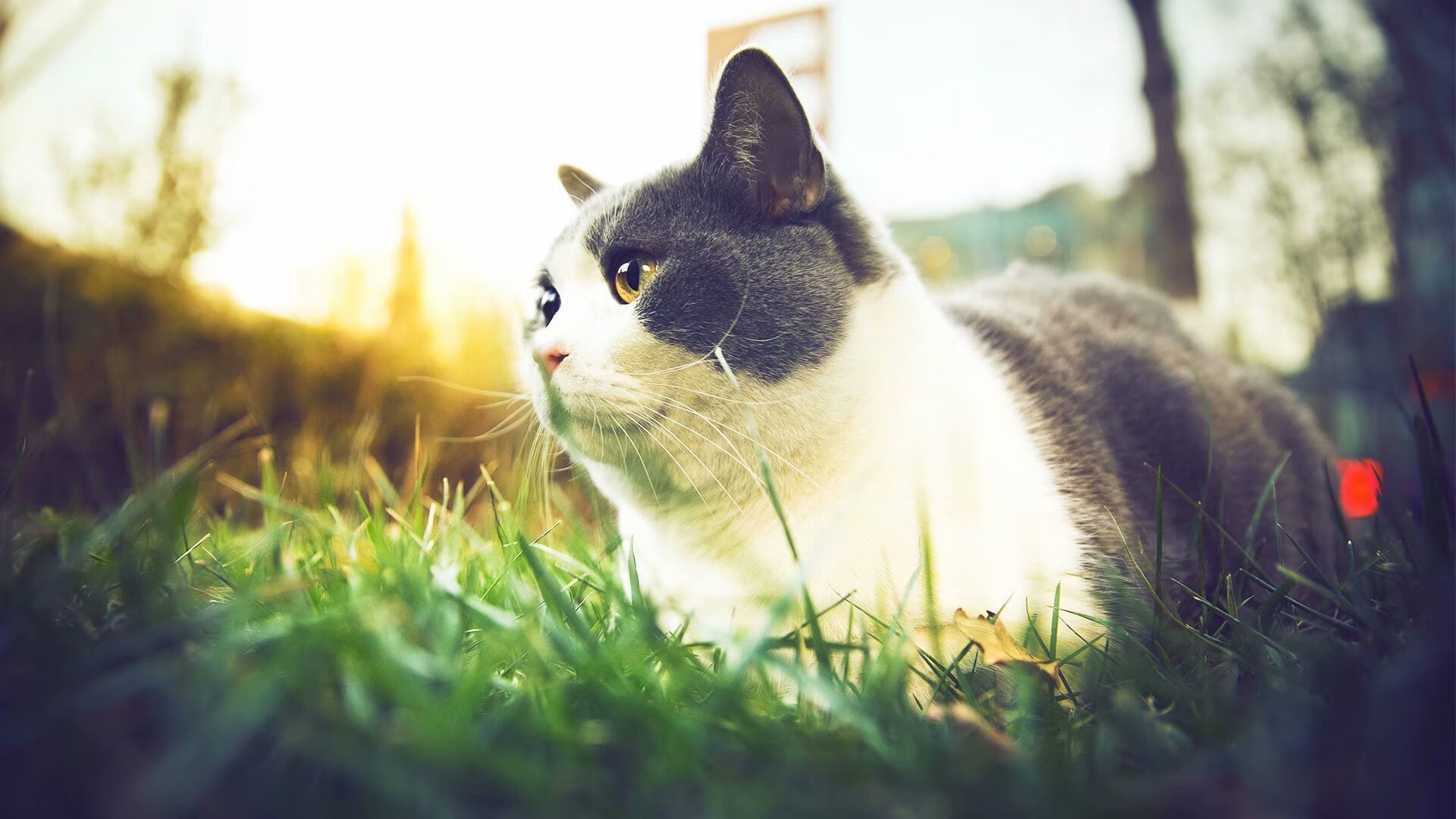 格列兹曼神勇主宰战局，哥伦比亚逆转中国彰显足球魅力