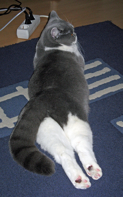 F1街道赛焦点战，吉林队狂胜猛龙，赛车界的震撼对决