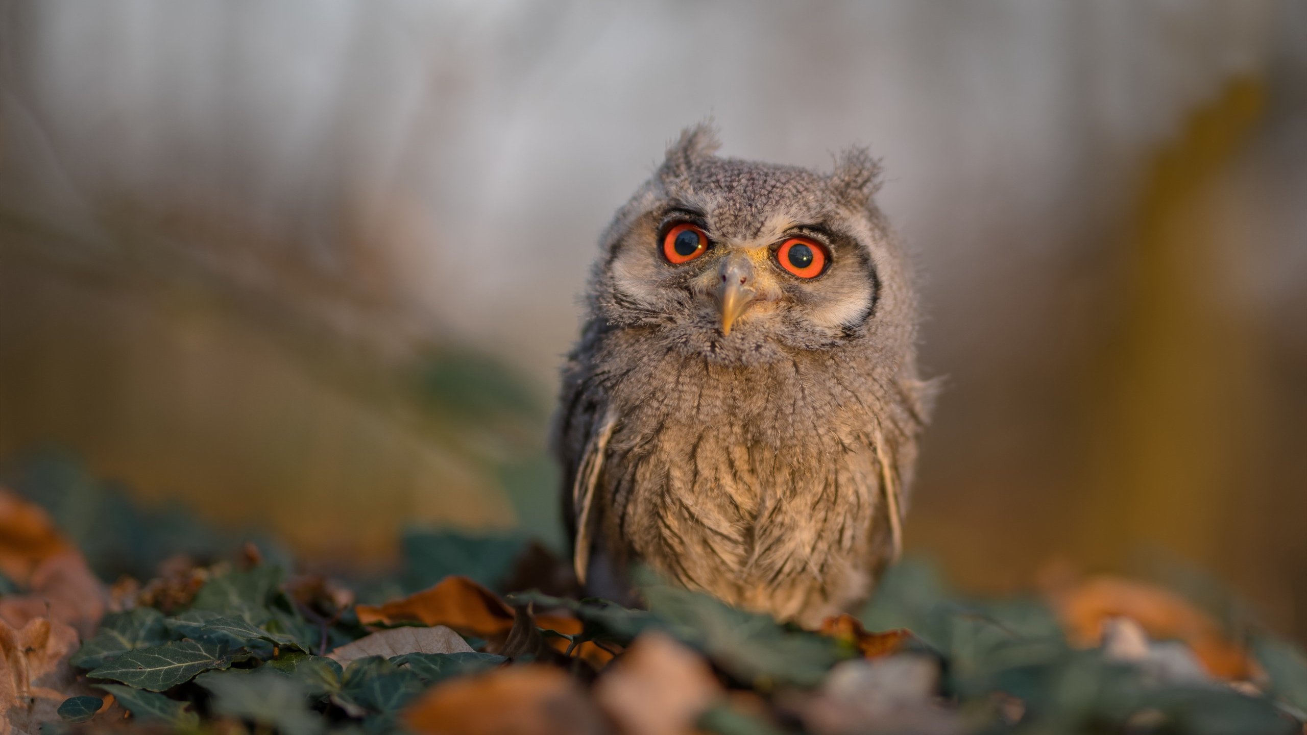 英格拉姆狂砍统治级数据,篮网主场力挫热火