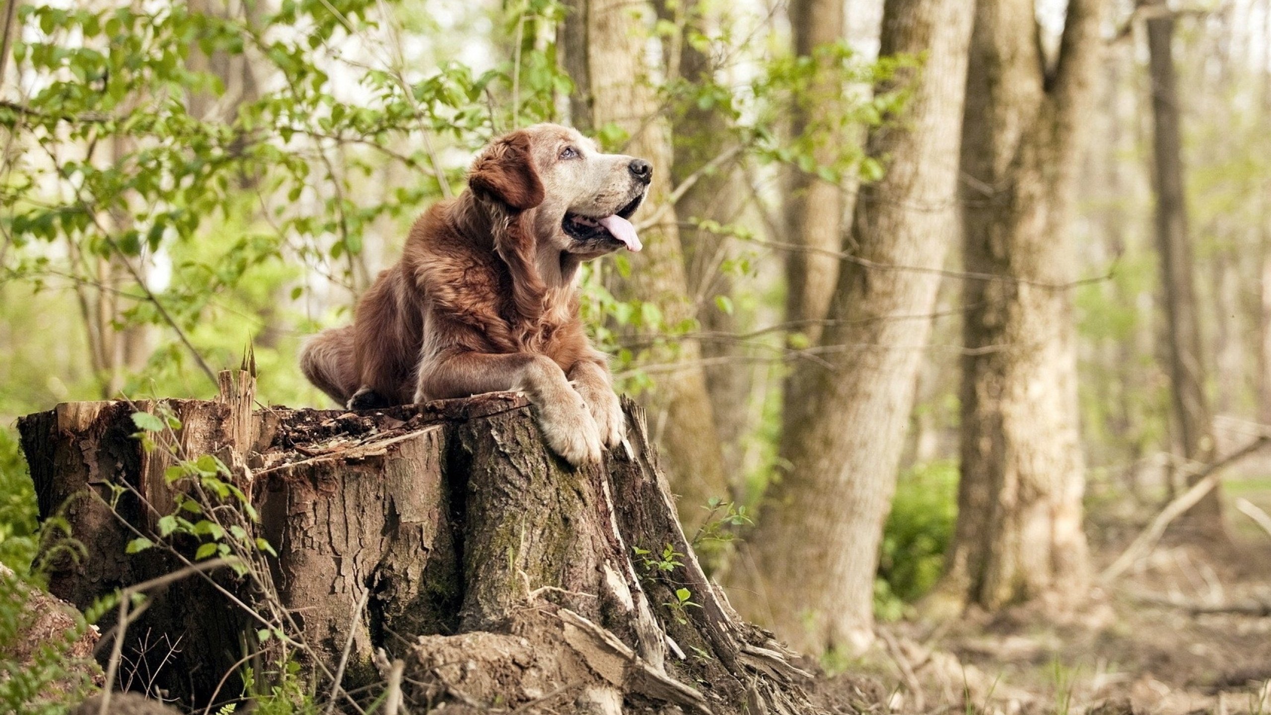 黑白直播在线观看-李刚仁,绿茵棋盘上的国际象棋大师,一人压制厄瓜多尔半场