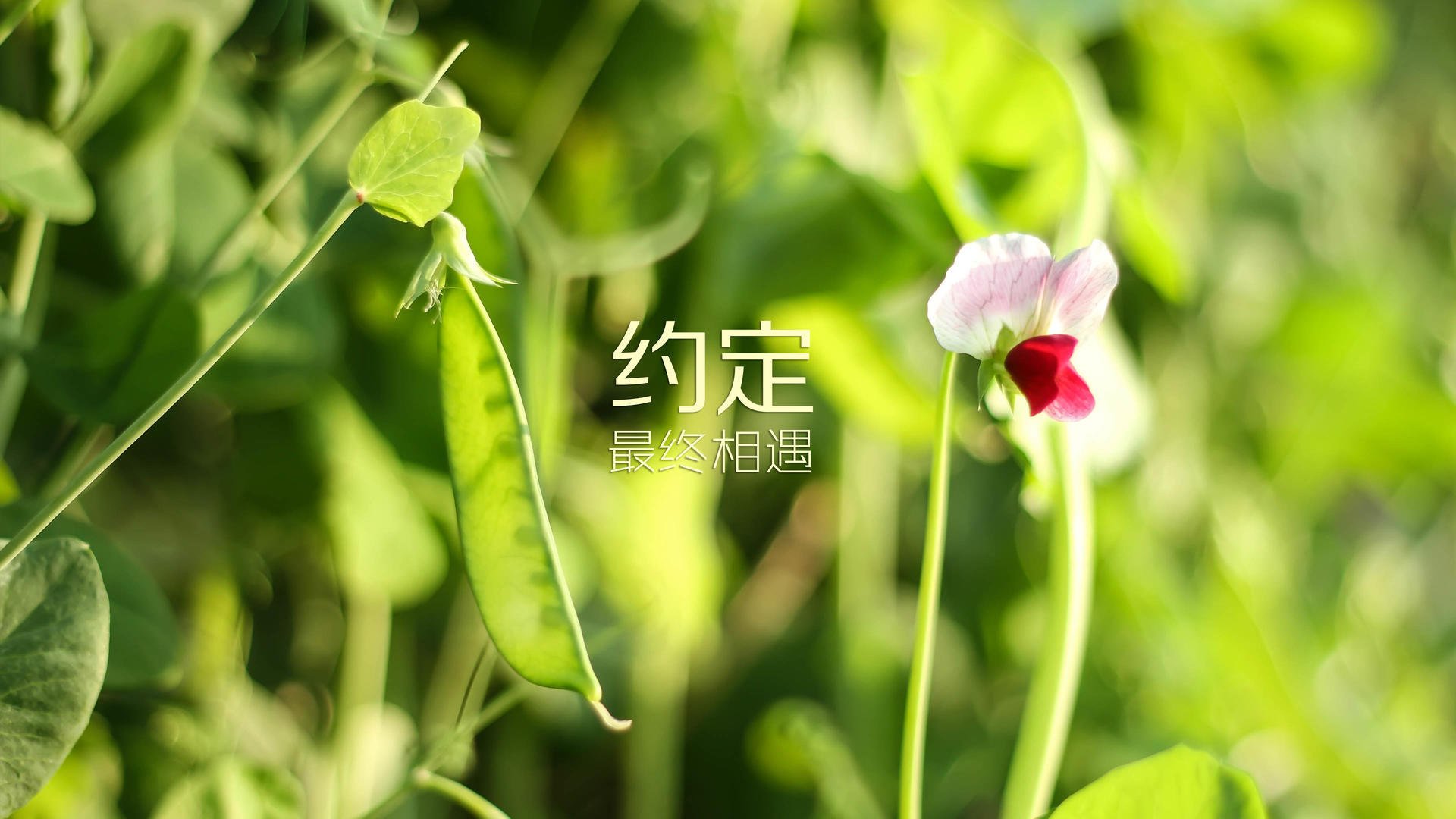 橙衣军团统治H组，控球压制波兰，京多安致命一击定乾坤