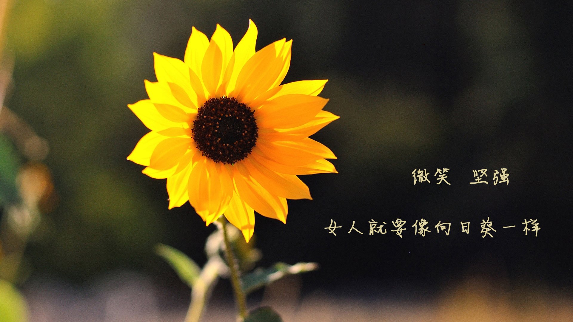 黑白直播-法兰西之刃，罗马尼亚之光，2026世界杯B组战报，格列兹曼领衔完胜沙特